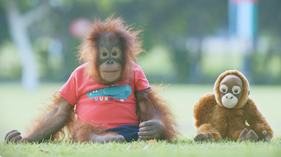 Animalia Orangutan special - I am Benji (Voiceover Kids)